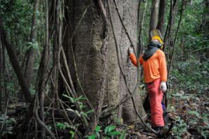 Imagem da notícia - Governo do Amazonas avança na regulamentação do manejo florestal sustentável