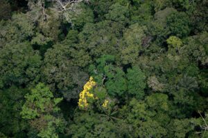 Imagem da notícia - GCF prorroga inscrições de consultores para elaboração de planos ambientais pós-pandemia