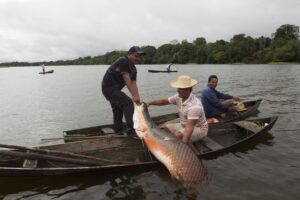 Imagem da notícia - Seminário de Bioeconomia do Amazonas abordará exploração sustentável durante programação da 42ª Expoagro