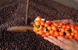 Imagem da notícia - Guaraná recebe reconhecimento nacional com a concessão de selo de Indicação Geográfica