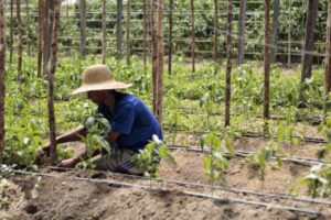 Imagem da notícia - Sepror atualiza tabela com valores de referência para quem pretende investir no Agro do Amazonas