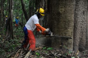 Imagem da notícia - Governo do Amazonas publica Plano de Outorga para viabilizar manejo florestal em Unidades de Conservação