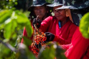Imagem da notícia - AM assina convênio de R$ 2,2 milhões com Mapa para fortalecimento das cadeias produtivas da castanha, guaraná e pirarucu