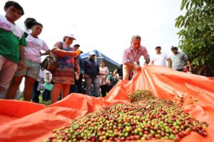Imagem da notícia - Com apoio do programa Agro Amazonas, produção do café no estado está em pleno crescimento