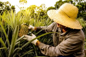 Imagem da notícia - Pesquisa apoiada pelo Governo do Amazonas promove capacitação de práticas agrícolas para produção de abacaxi