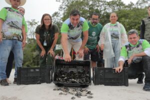 Imagem da notícia - Governador Wilson Lima participa da soltura de 20 mil filhotes de quelônios que foram devolvidos à natureza