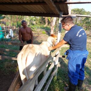 Imagem da notícia - Governo do Amazonas recebe vacinas para Campanha contra Febre Aftosa