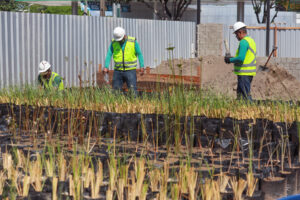 Imagem da notícia - Prosamin+ vai reflorestar mais de 110 mil metros quadrados de áreas degradadas em Manaus