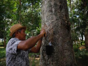 Imagem da notícia - Pela primeira, Governo do Amazonas  realiza o pagamento simultâneo das subvenções de juta e malva