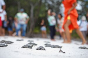 Imagem da notícia - Mais de 25 mil filhotes de quelônios são devolvidos à natureza na RDS do Uatumã