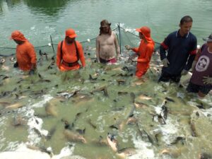 Imagem da notícia - Sepror entrega 90 mil alevinos em Rio Preto da Eva e chega a 379 mil alevinos entregues em todo o estado