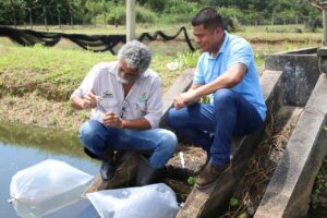 Imagem da notícia - Governo do Amazonas entrega cerca de 4 milhões de alevinos a 1,6 mil piscicultores em 26 municípios